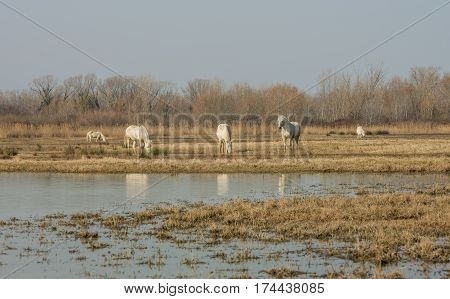 Scenic nature reserve park of river mouth of Isonzo
