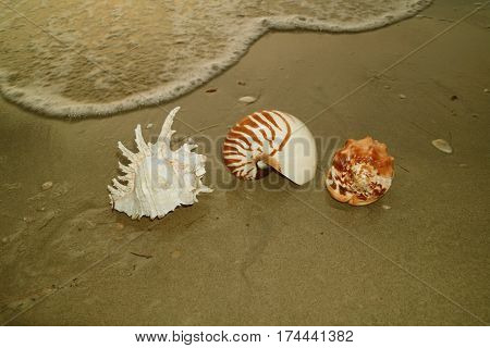 Unique Natural Seashells on the Sea Shore with the swash, Beach of Thailand