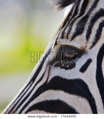 Close up ein einziges Zebra-Auge und ein Teil des Kopfes, bis das Bild auf einer Diagonalen