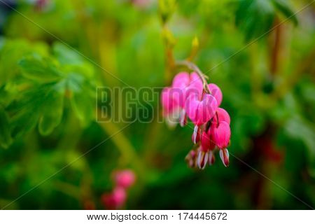 Ruby Throated Hummingbird ,archilochus Colubris