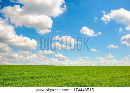 Green Grass And Blue Sky With White Clouds