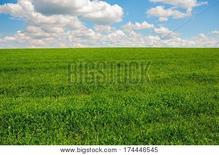 Green Grass And Blue Sky With White Clouds