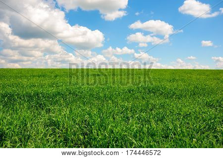 Green Grass And Blue Sky With White Clouds