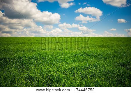 Green Grass And Blue Sky With White Clouds