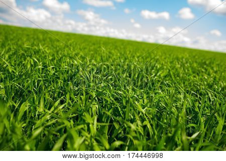 Green Grass And Blue Sky With White Clouds