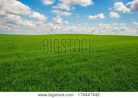 Green Grass And Blue Sky With White Clouds