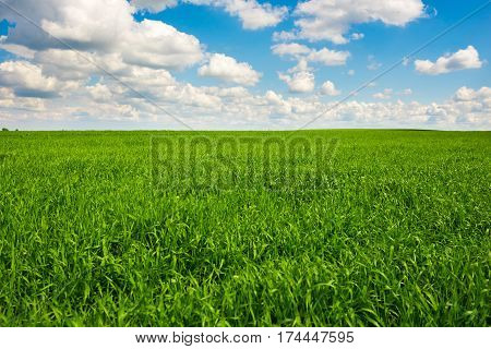 Green Grass And Blue Sky With White Clouds