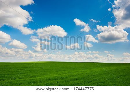 Green Grass And Blue Sky With White Clouds