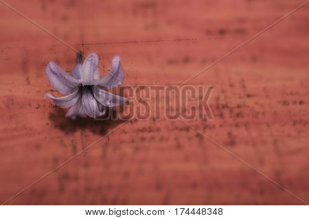 Still Life Jacinth