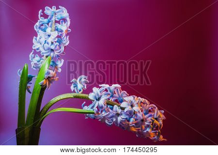 Still Life Jacinth
