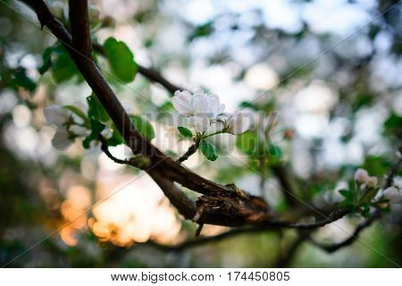 Blooming Almond Tree On The Blue Sky Background.
