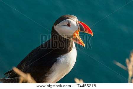 Cute common puffin bird in the landscape of Iceland