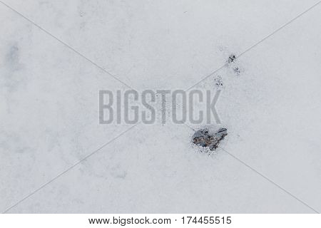 Dried Grass On Snow Covered Field In Winter.