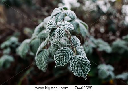 Close up shot of frost on a blackberry bush vine and leaves on a cold foggy December morning in Broomfield Park, London, UK