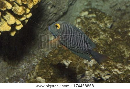 Vivid yellow eye kole tang in an aquarium with space for text.