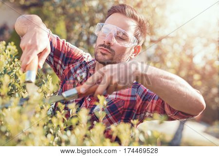 Hedge trimmingworks in a garden.Young gardener with a professional garden tools at work.