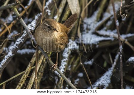 Wren (troglodytes Troglodytes)