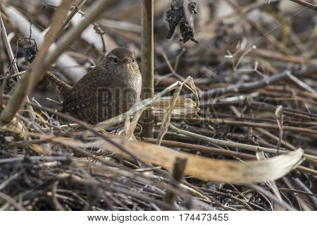 Wren (troglodytes Troglodytes)