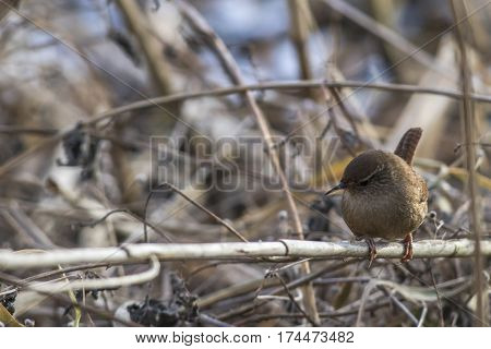 Wren (troglodytes Troglodytes)