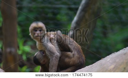 White-fronted capuchin with baby. Common names: mono capuchino. Scientific name: Cebus albifrons