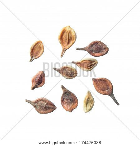 Seeds of Clematis integrifolia isolated on white background