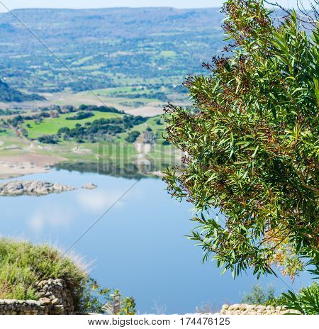 a tree by Temo lake in Sardinia