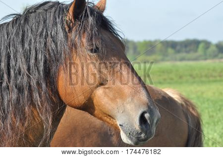 Workhorse. Grazing in the pasture. Meadow in the valley of the Bug.