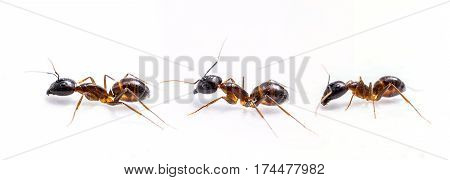 Close up of three ants on a white background