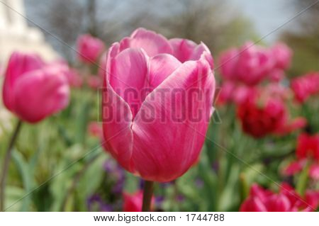 Tulipanes rosa