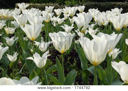 Tulipán blanco
