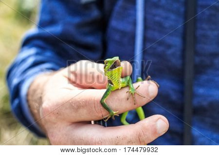 Black-lipped Lizard or Calotes nigrilabris in Sri Lanka