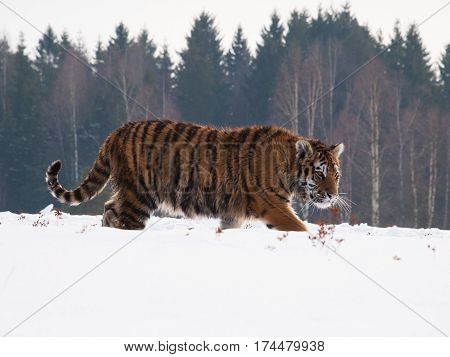 Siberian tiger tracing prey on snow in winter russian taiga - Panthera tigris amurensis