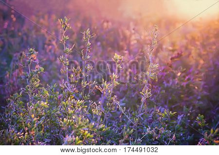 Blurred summer background of violet flowers at sunrise. Selective soft focus toned.