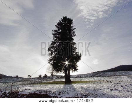 Solitérní strom v Landersen, Francie v zimě