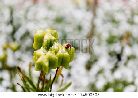 Bugs making love on a plant in a garden on a sunny day