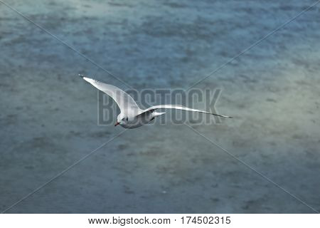 Every year during the month of November to March.Seagulls are a lot of migration to the city SamutPrakarn(Thailand).It is only four to five months.After that it will return to their habitat in China.