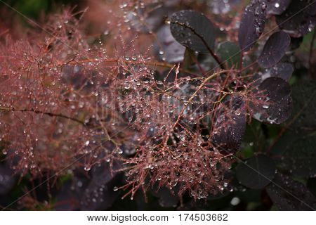 After a rain downy runaways cotinus were bent under weight of drops of water.