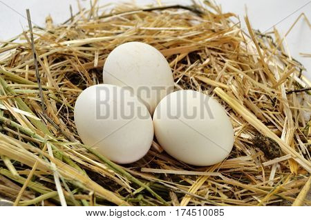 Herbs and plants in the chicken eggs, chicken nest and eggs, pictures of the eggs in the quail's nest, chicken and quail eggs, pictures of the chicken eggs in the most beautiful white ground