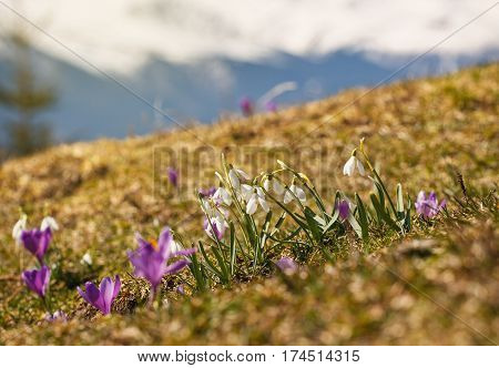 family in early spring snowdrops grow out of the ground in the mountains. mountain landscape. mountain range covered with snow