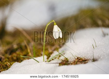 Beautiful snowdrop flower among the snow. Magnificent view of snowdrop formation.