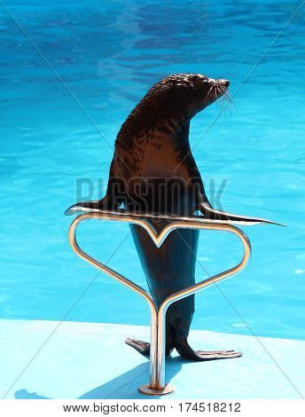 Cute fur seal on scene in the dolphinariumon