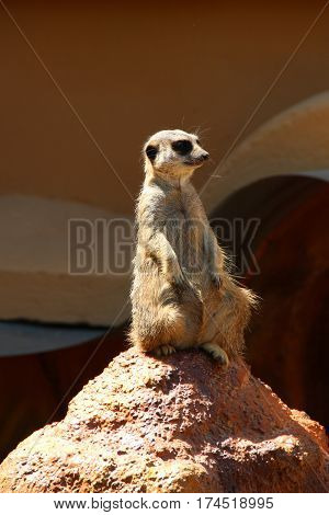 Suricate or meerkat. It is on guard and looks around and patrolling the neighborhood