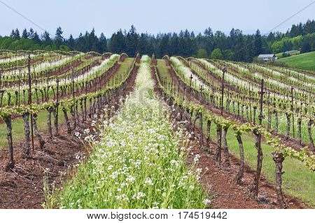 Grape vineyard of Pinot Noir in Oregon State with summer white blossoms between rows with blue sky