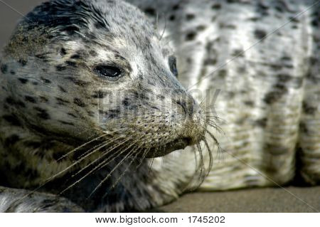 Baby Seal Pup