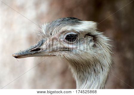 Close up of a greater rhea in a park