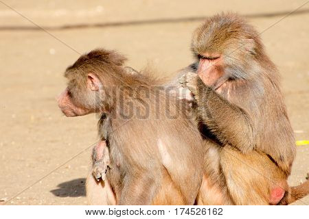 Two hamadryas baboons in a sunny park