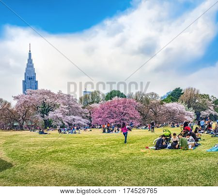Springtime Sakura Blooming In Shinjuku Gyoen Park, Tokyo, Japan