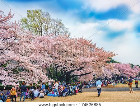 Springtime Sakura Blooming At Shinjuku Gyoen Park, Tokyo, Japan