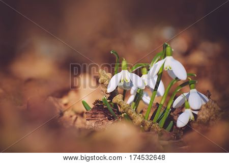 Bunch of Snowdrop Flowers in the Forest