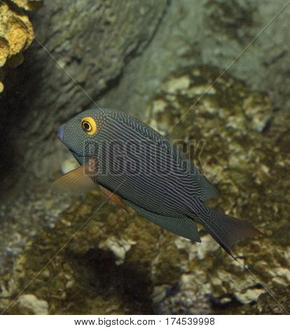 Colorful yellow eyed Hawaiian kole tang fish with vertical photo.  Space for text.